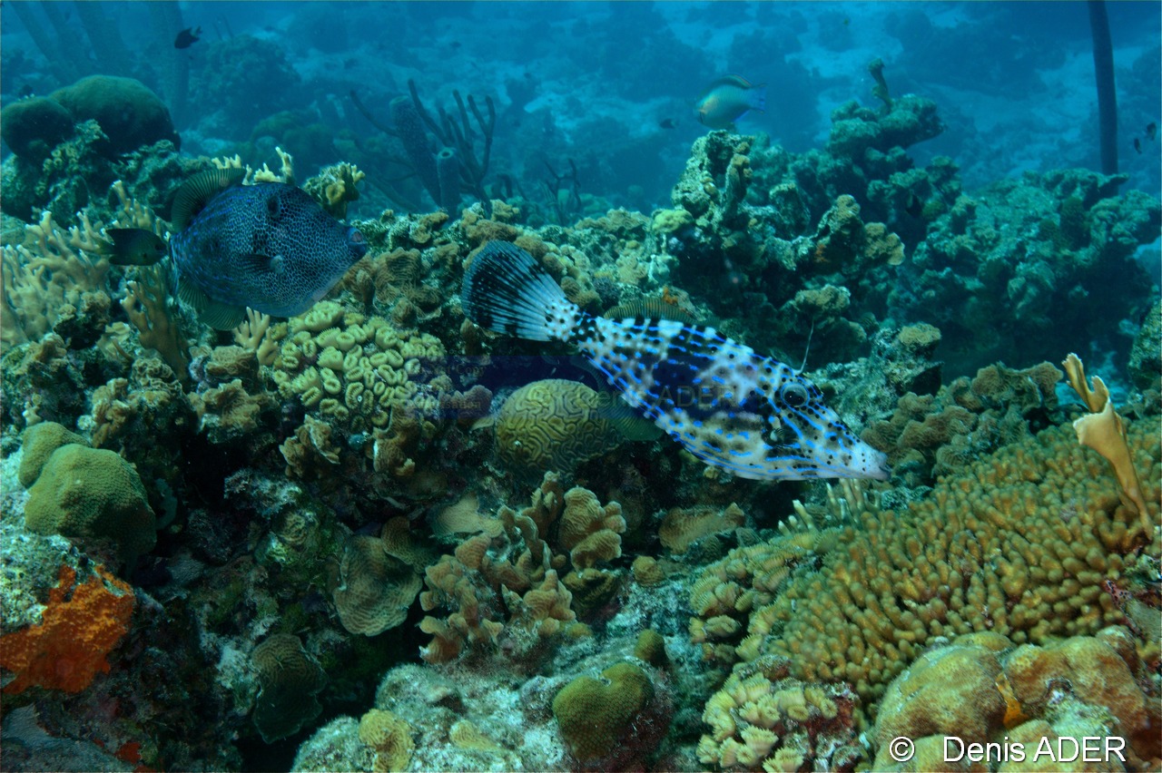 Aluterus scriptus Bourse ecriture gribouille-Bonaire Nearest point-16m-20180221-Denis-ADER-DSC_7311_tn.jpg